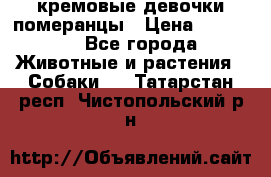 кремовые девочки померанцы › Цена ­ 30 000 - Все города Животные и растения » Собаки   . Татарстан респ.,Чистопольский р-н